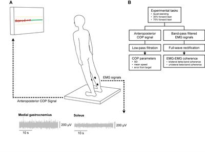 Age-Related Declines in the Ability to Modulate Common Input to Bilateral and Unilateral Plantar Flexors During Forward Postural Lean